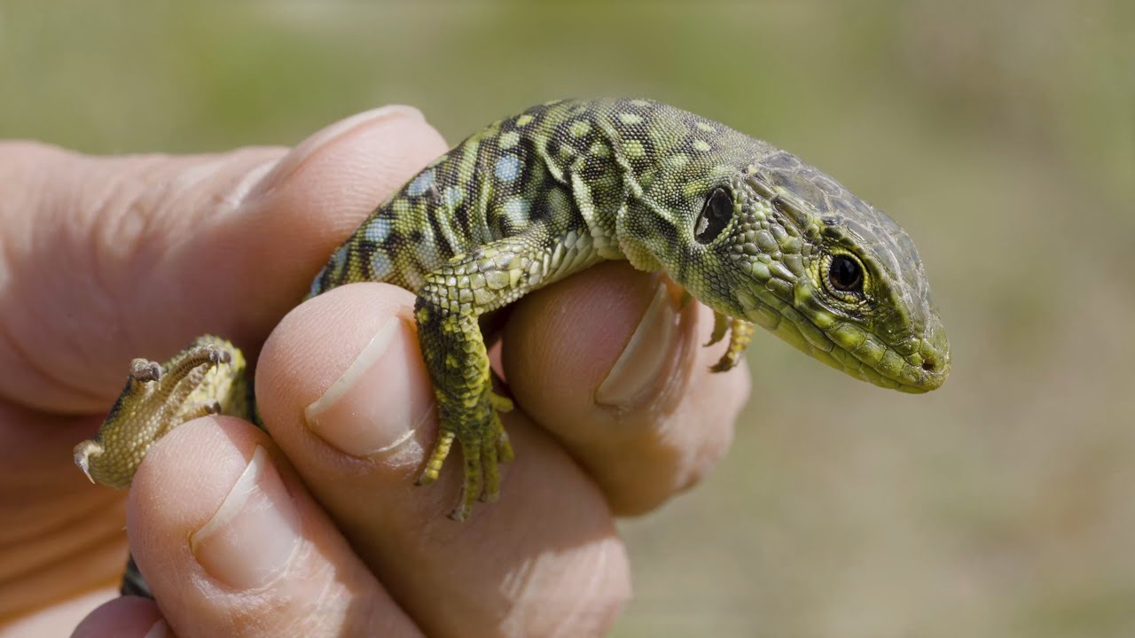 Le Lézard Ocellé