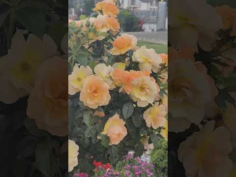 vânt Vicovu de sus 27.06.2025