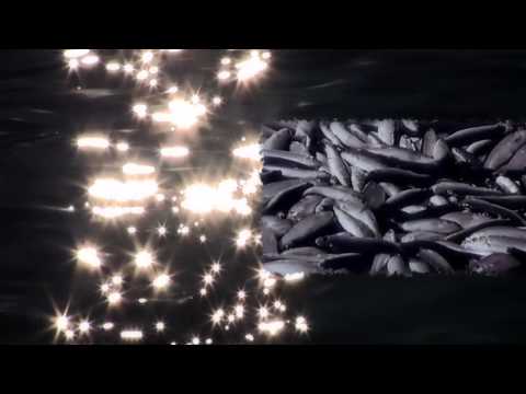 The Ohrid pearl shop Dubrovnik