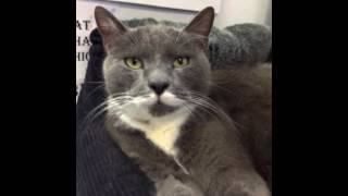 preview picture of video 'Douglas | Angus Smith | Talking Cat | Units for Rent Townsville | Coral Sea Property'
