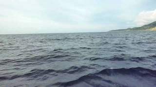 preview picture of video 'Oshan Whale Watching: Pilot Whales'