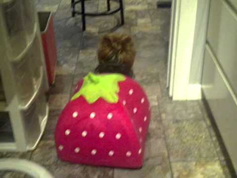 Strawberry the Hermit-Dog