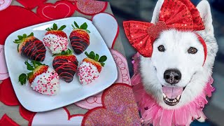 Chocolate Covered Strawberries for Dogs  💗 Easy Valentines  Dog Treats