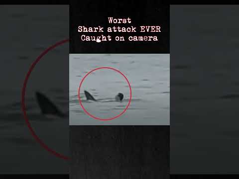 He tried to swim away... but the shark circled back.