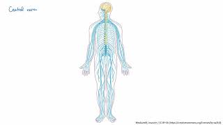 Nervous system: the CNS and PNS