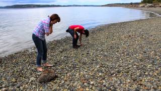 Broken Social Scene Sweetest Kill