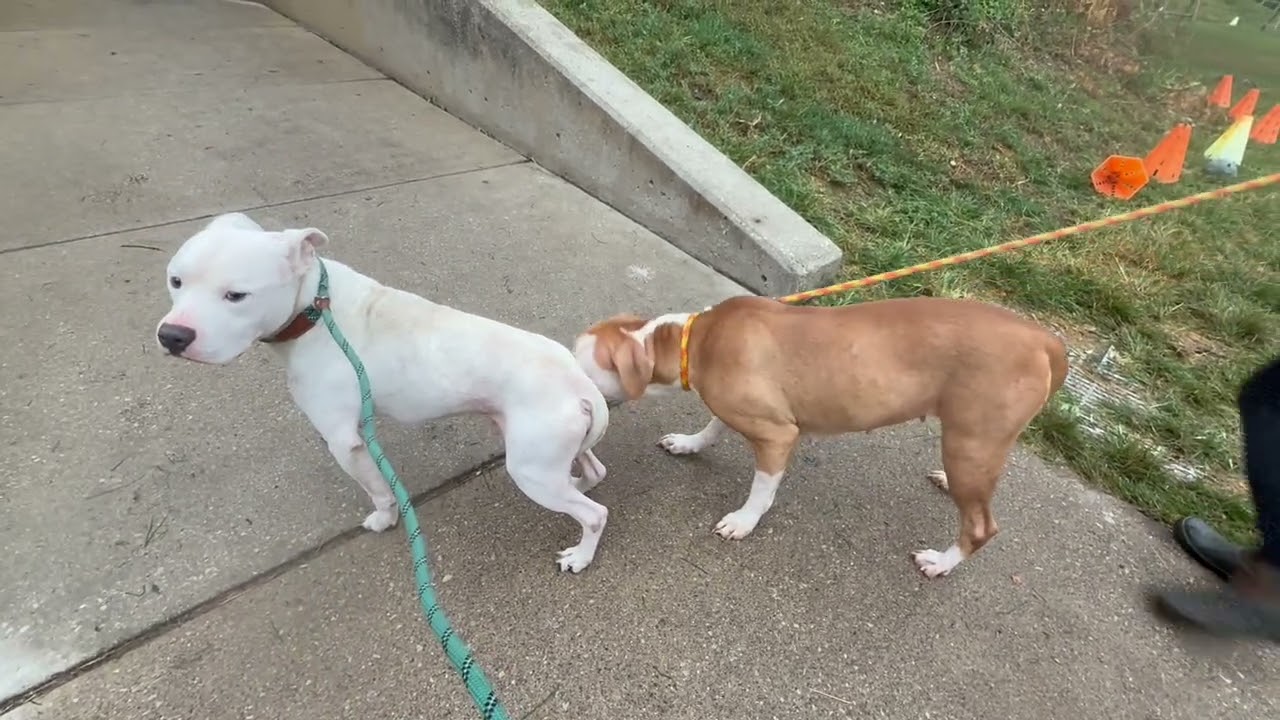 Shoestring's Leash Test