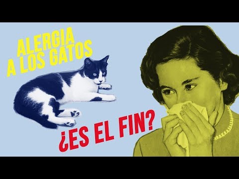 Don't let ALLERGIES separate you from your CAT 😾🤧| End the symptoms!