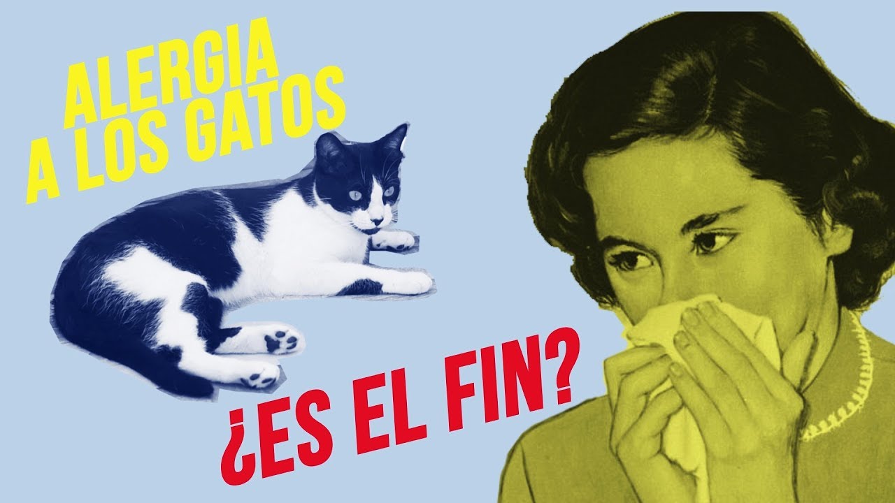 Que la ALERGIA no te separe de tu GATO 😾🤧| ¡Acaba con los síntomas!