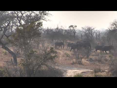 Djuma: Breeding herd of Elephants passing through in treeline - 08:21 - 08/16/18