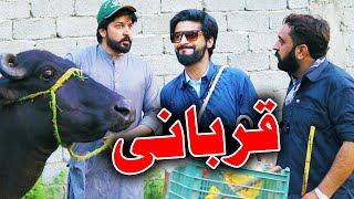 Qurbani Bakra Eid Special Funny Video By PK TV Vines 2023 | PK TV