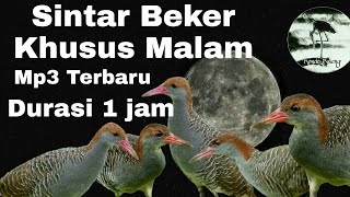 Download lagu suara pikat burung sintar Beker terbang malam sekali bunyi langsung nabrak jaring mp3 Download lagu suara pikat burung sintar Beker terbang malam sekali bunyi langsung nabrak jaring mp3