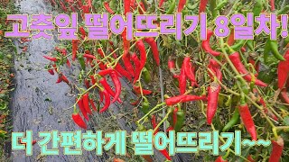 고추잎 떨어뜨려서 후물고추 편하게 수확해버리기!!!!!고추농사 잘 짓는 농사의 여신 비법!!!