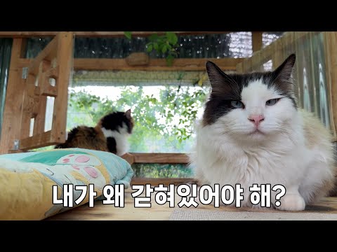 사흘 동안 강제 집콕하는 열한 마리 고양이