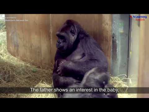 国立動物園で生まれたゴリラの赤ちゃん (Baby Gorilla Born at National Zoo)