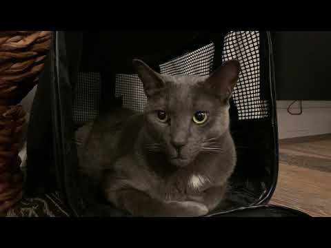 Preparing Your Cat for a Trip to the Vet