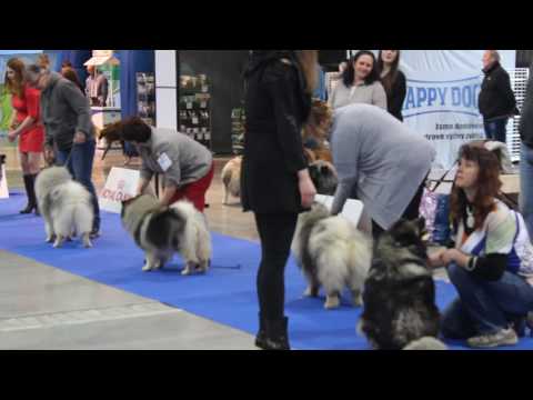 Německý špic vlčí