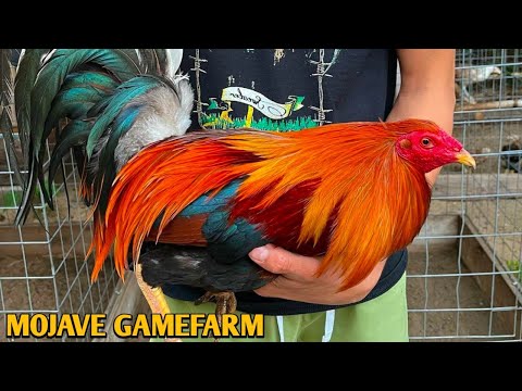 Sweater Leiper Yellow leg hatch - Mojave Gamefarm 💯💯🐓🐓🐓💥💥💥💥💥💥