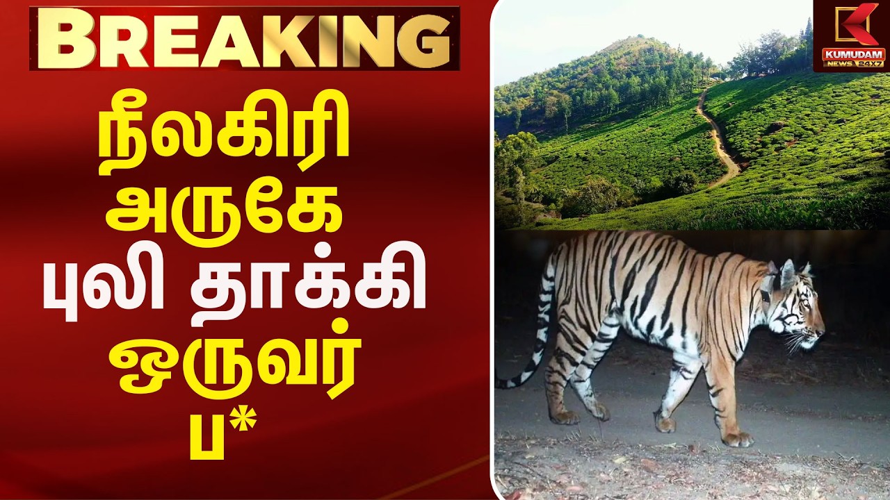 நீலகிரியில் அதிர்ச்சி... புலி தாக்கி ஒருவர் உயிரிழப்பு! | Tiger Attack | Wildlife | TamilNadu