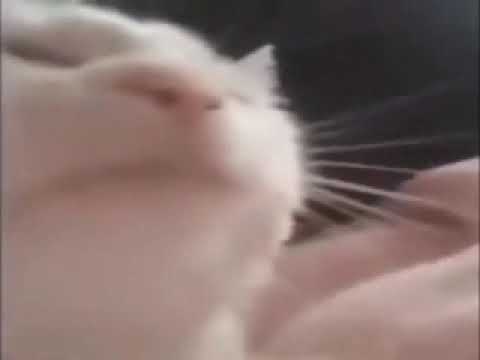 cat vibing to tuba archmage boss theme.wmv