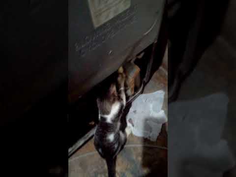 Técnico de refrigeración michifu