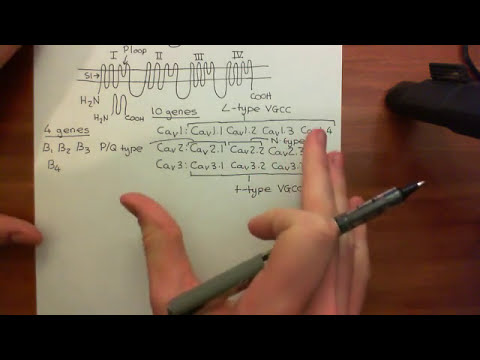 The Adrenergic Receptors Part 11