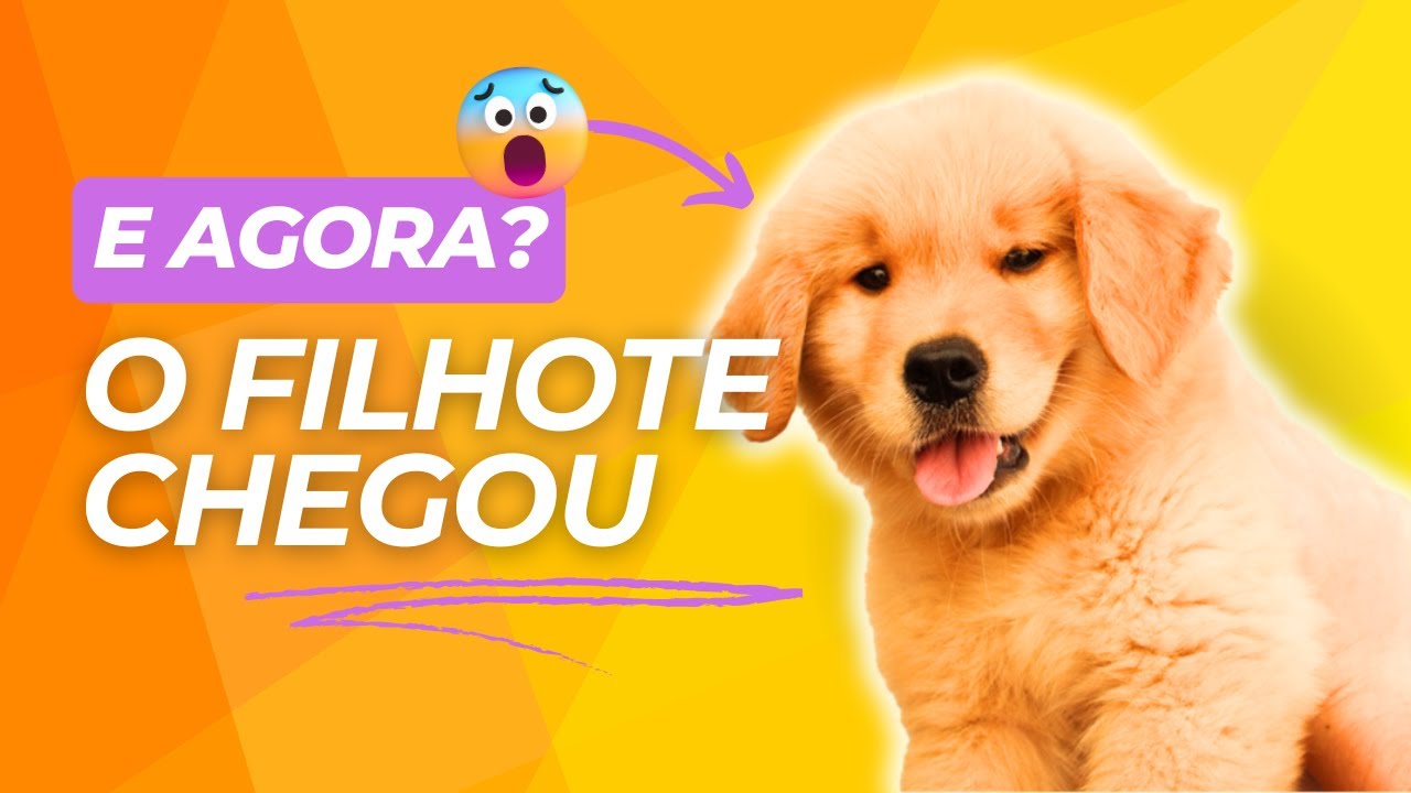 O FILHOTE chegou! E agora? 5 DICAS do que fazer nos primeiros dias do FILHOTE em casa!