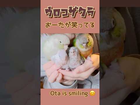 ファイアウィングコニュアについて詳しく解説