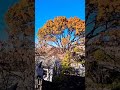 Nature Usa Trees November 2023 Newyork Explore