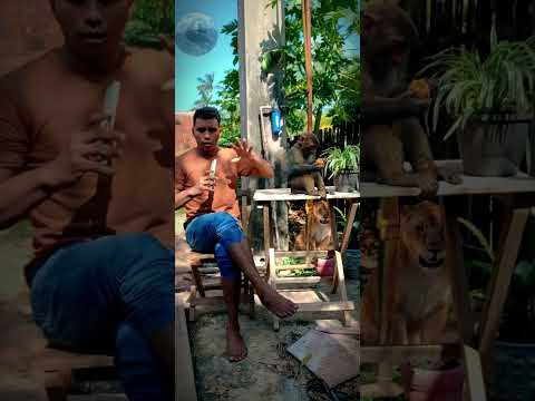 Tartarugalzinho, Amapá, Brasil