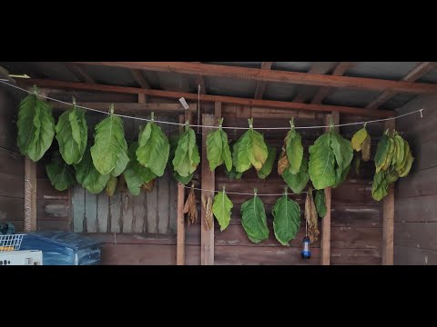 Tobacco Production at hobby scale (nicotiana Rustica)