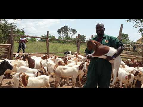 Difference between Boer and savanna meat goat breeds...