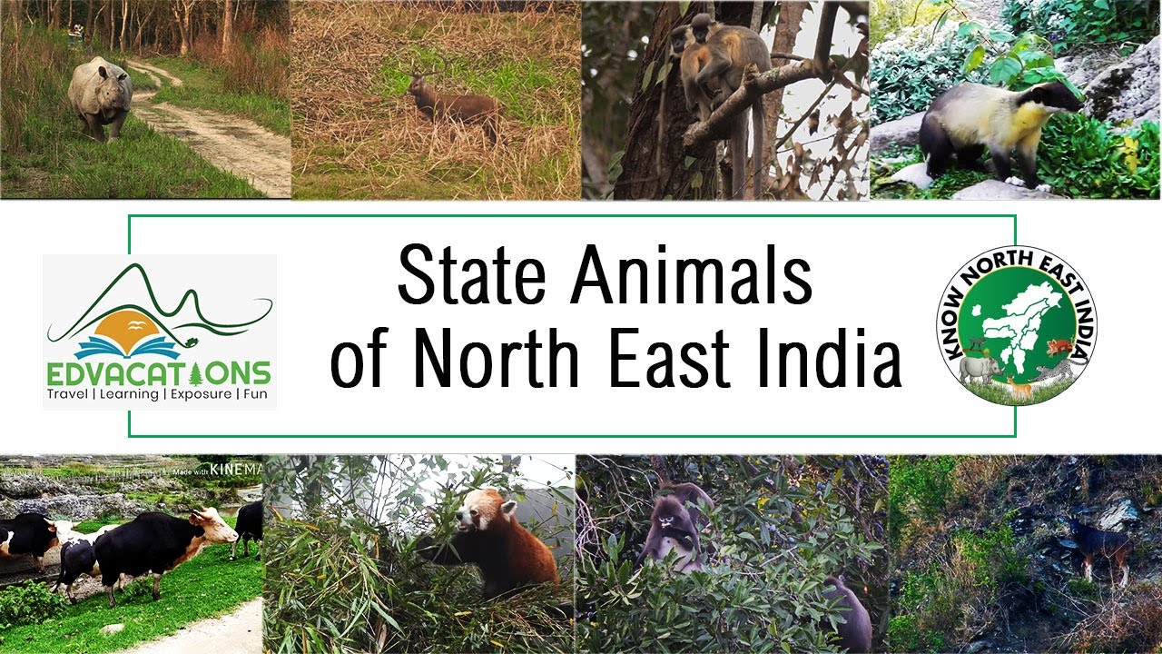 Famous State Animals of North East India | Know North East India | Animals | Edvacations