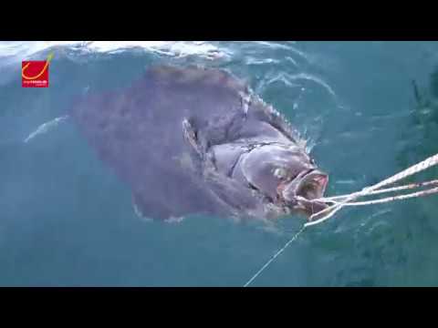 Angeln in Norwegen: Heilbutt-Hammer vor Havøysund