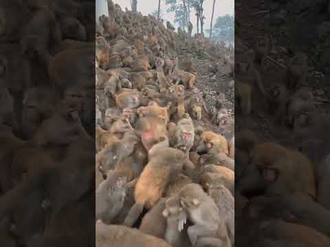 Cute Monkey Baby  - Animals Monkey Videos Part 22