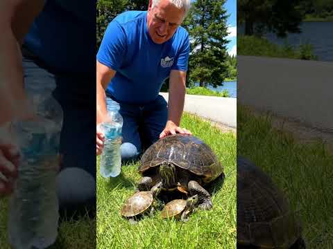 A Kind Man Rescues Turtle Mom from Scorching Heat 🐢🌡️ #hero  #nature
