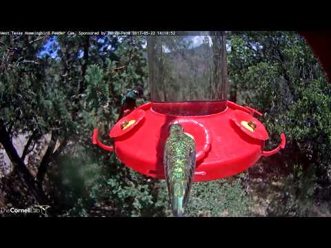 Male Magnificent Hummingbird in West Texas – May 22, 2017