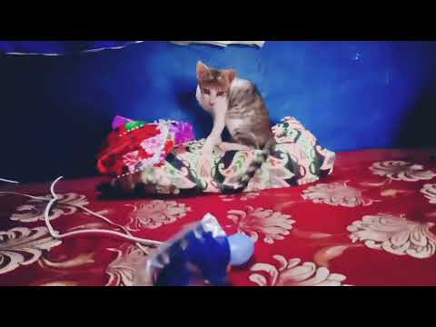 बिल्ली की मस्ती ||billi ki masti||cat fun #Ruchitarawatvlog