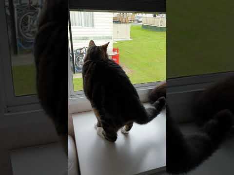 Milo+Macey @ the caravan .