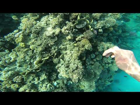 Подводный мир Красного Моря на домашнем рифе Island View Resort Hotel