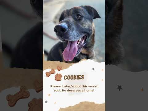 Cookies, an adopted Shepherd Mix in Brookings, OR_image-1