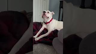Video preview image #1 Mutt Puppy For Sale in Shermans Dale, PA, USA