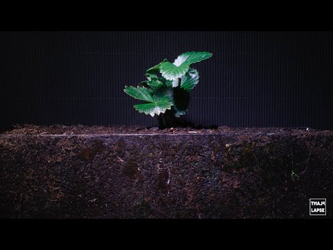 Strawberry 40 days Plant-Lapse
