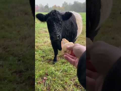 Die Galloways stört das Schietwetter relativ wenig.