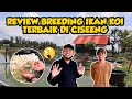 Cara Sukses Breeding Ikan Koi Pakai Media Kolam ️ Kunjungan Ke Farm Ikan Koi Kang Juki Part2