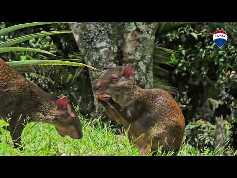 img-video