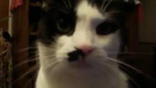 Download lagu What Happens When I Ignore A Hungry Cat mp3 Download lagu What Happens When I Ignore A Hungry Cat mp3