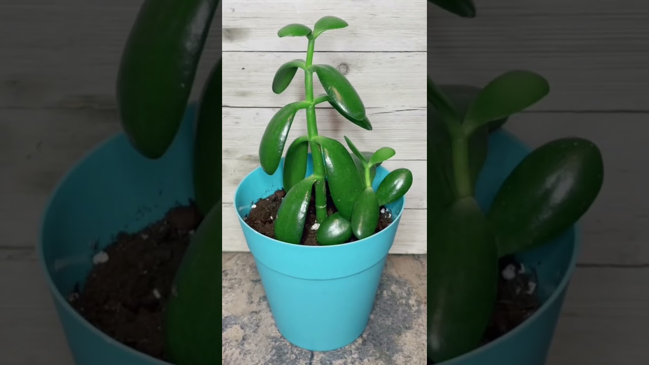 What if you feed your plant a magnesium pill? I’ll try first so we don’t kill yours #howtowithjessie