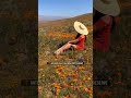 Antelope Valley California Poppy Reserve