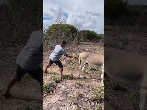 La Burra Enojada #automobile